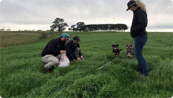 ASCEND ANNUAL RYEGRASS/IMPROVED PASTURE GIPPSLAND: Sown mid April at 30kg/ha with available pasture of 1450kgDM/ha (in photo) with a grazing interval of 36 days.
